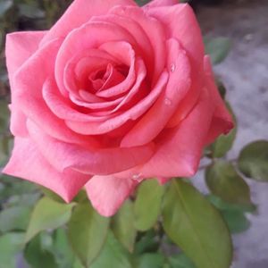 Meet your Posher, Flor